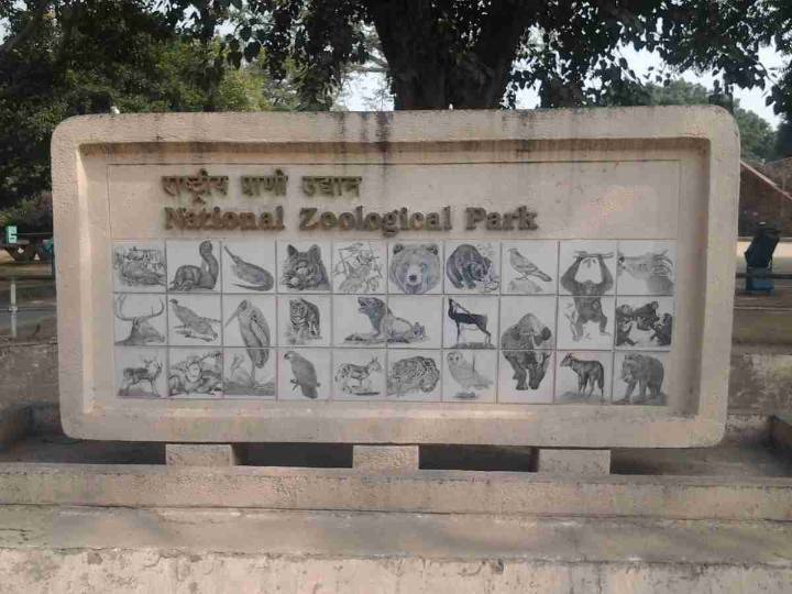 Delhi zoo’s African elephant died of viral infection that affected its heart, reveals post