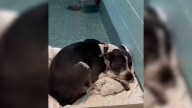 Florida Shelter Pup Spends Nearly Three Years Greeting Families Who Walk Past Her Kennel