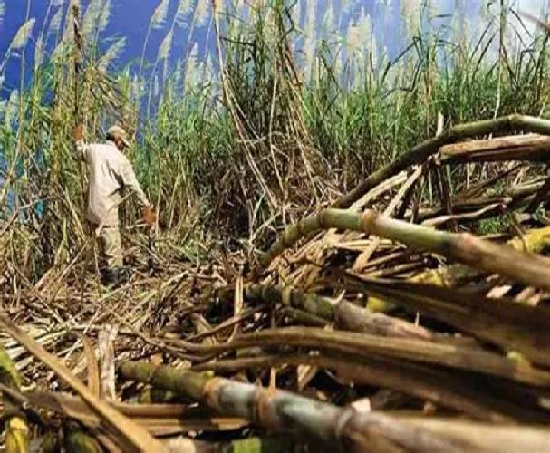 Inició en Venezuela la zafra azucarera 2025-2026: Estiman producir 5,4 millones...