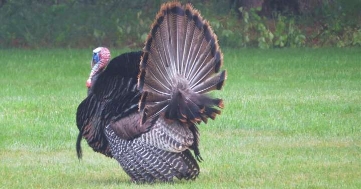 It’s been 50 years since wild turkeys were reintroduced to NH. How are they doing now?