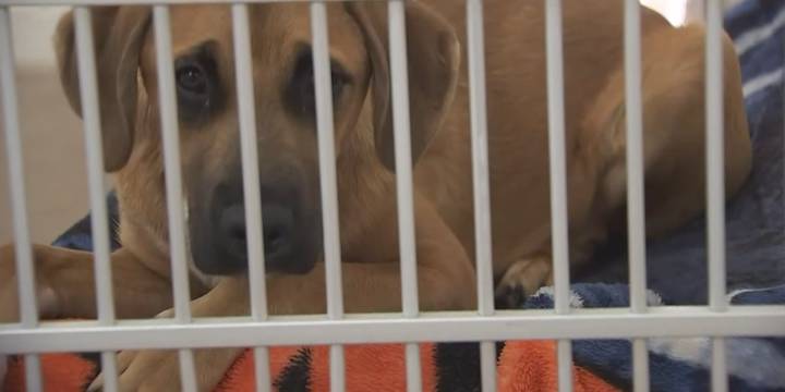 Arizona Humane Society warns of scam targeting owners of missing pets