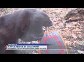 This wolverine is a Buckeyes fan