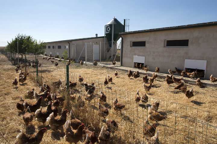 El Gobierno amplía el confinamiento de aves de cría a todas las granjas de España
