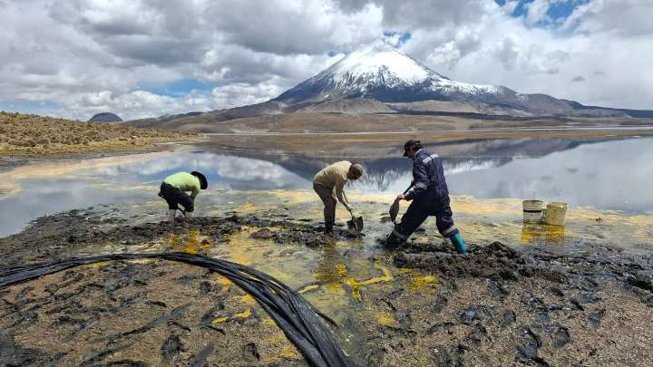 Conaf ha retirado 500 litros de aceite de soya tras derrame que afectó humedal altoandino en Parque Nacional Lauca