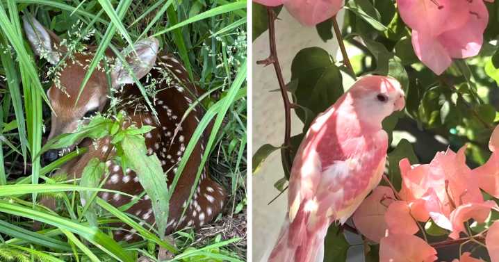 “Had A Visitor In Our Garden Today”: 54 Cute Animal Pics That Deserve Your Attention
