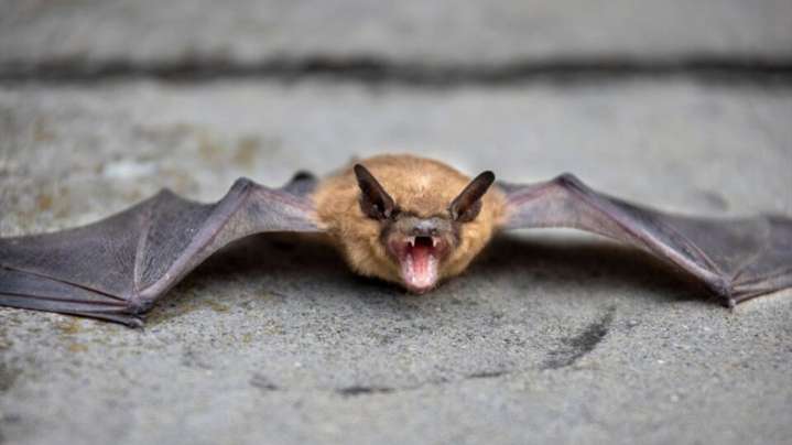 Sí existen los vampiros: la ciencia detrás de los seres que se alimentan de sangre