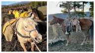 Thermal Drone Could Help Find Horses Missing Three Weeks In Wyoming Backcountry