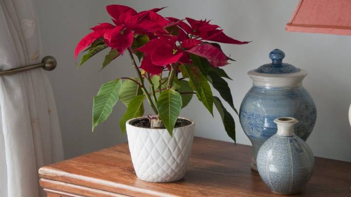 How to keep your houseplants alive through the winter