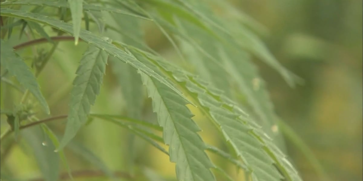 New federal hemp ban could impact Colorado farmers, producers