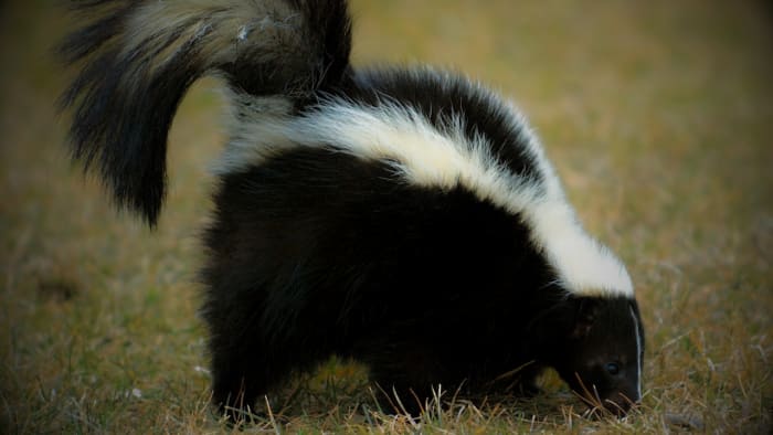 Skunk tests positive for rabies in Kerr County