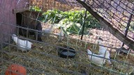 Omaha City Council considering change to backyard chicken rules, allowing up to 10 fowl