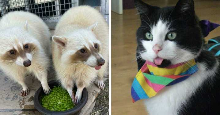 49 Too-Cute Pics Of Animals Blepping, Loafing, And Just Being Delightfully Derpy