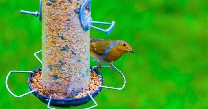 Keep magpies out of garden with one item on trees and fences