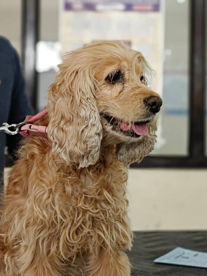 Pets emerge as top stress busters in hectic urban lifestyles