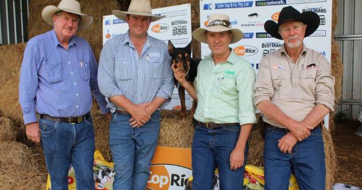 Walcha kelpie makes $15,500 at Glen Innes working dog sale