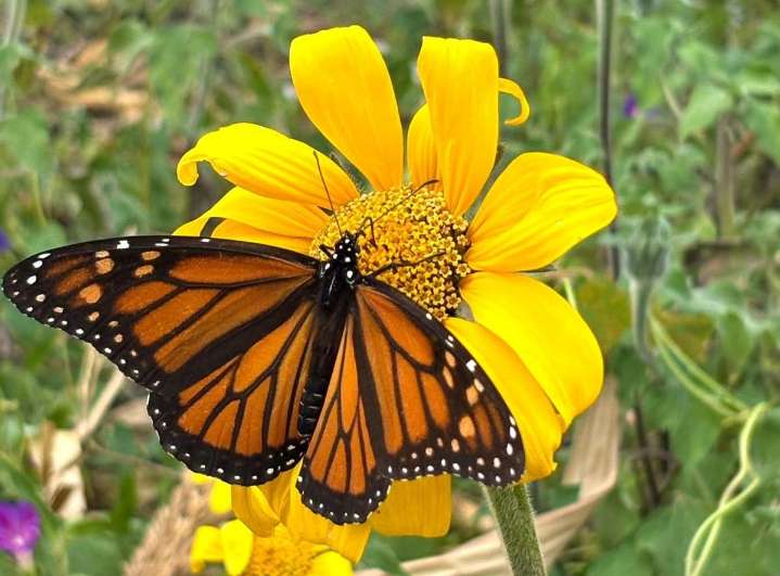 Facilita Tamaulipas migración de la mariposa monarca: CPBT