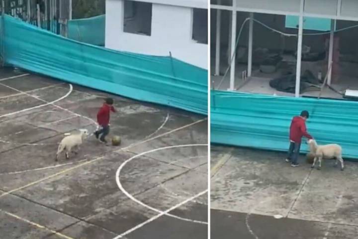 El tierno video del niño y la oveja jugando fútbol que enternece al país