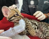 La historia de una ocelote que preparan para regresarla a su hábitat