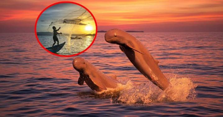 Según investigadores,el delfín más tierno del mundo está en peligro, pero aún puede salvarse