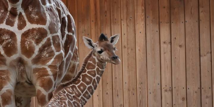 Detroit Zoo welcomes new baby giraffe