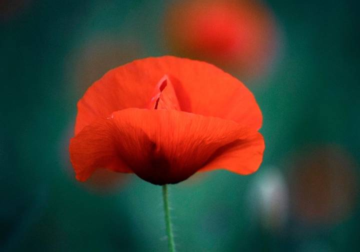 Editorial: We must build a nation worthy of our veterans' sacrifices