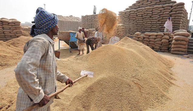 Odisha govt to procure paddy from farmers at MSP of Rs 2,369 per quintal
