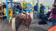 Denuncian mal estado en animales que se rentan en la Feria del Hueso