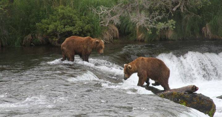 A lawsuit challenges an Alaska program that allows killing bears as a way to rebuild a caribou herd