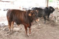 Robo de toros exhibe fallas de seguridad en Aguascalientes