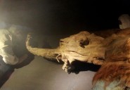 RNA recovered from Siberian mammoth that died 39,000 years ago
