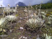 Investigadores y conservacionistas estudian ecosistema de altura en frailejones del páramo merideño