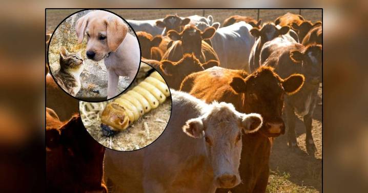 México endurece combate contra el gusano barrenador y lo extiende a TODO el País con medidas aplicables hasta a mascotas como perros y gatos, susceptibles de contraer la plaga