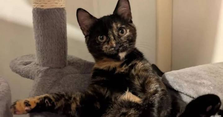 Kitten found with sewing needle trapped in throat leaving owners 'shaking'