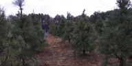Missouri Christmas tree farmers prepare for busiest season