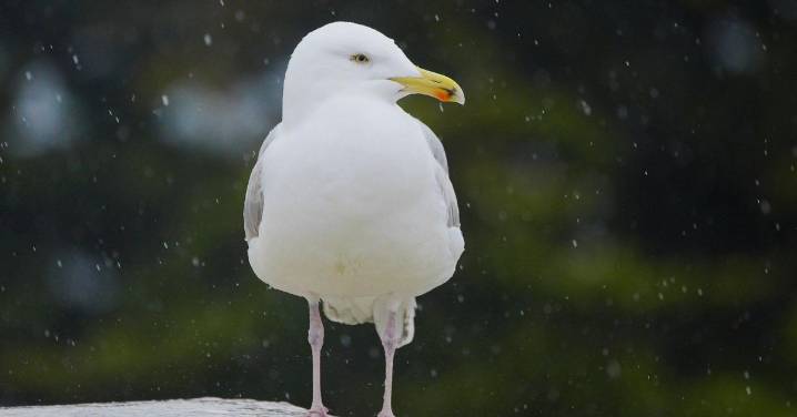 Detectan cuatro nuevos focos de gripe aviar en gaviotas en Galicia