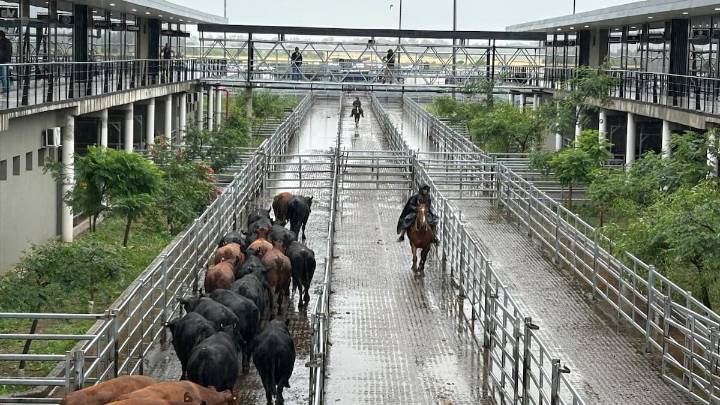 Vacunos. Oferta abundante y valores con altibajos en el Mercado Agroganadero de Cañuelas
