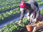 La prestación por desempleo para los trabajadores rurales aumentará 5% en diciembre hasta los $346.500