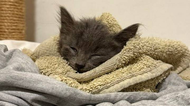 ¡Donó 10 veces más por error! El «despiste» de Diego que le salvó la vida a «pulguita»