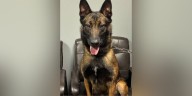 New K-9 helps deputies make major meth bust in Grady County
