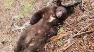 Game Warden Says Montana Black Bear Cub Shooting ‘As Bad As It Gets’