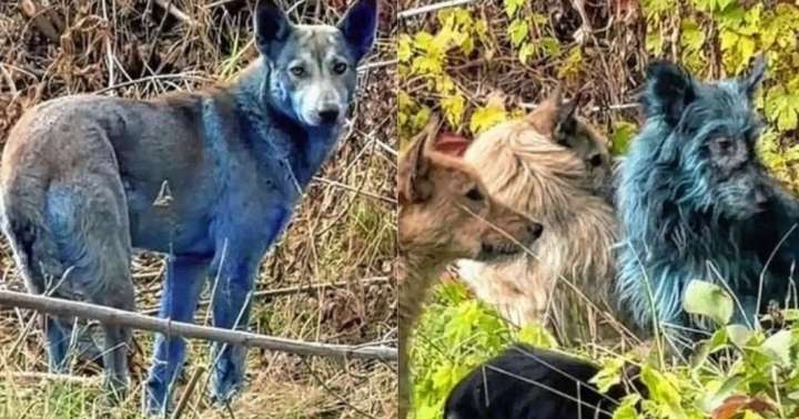 El misterio de los perros azules de Chernóbil: ¿mutación o contaminación?