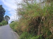 Grave abandono en la vía Circasia-Montenegro: maleza invade la carretera y aumenta el riesgo de accidentes