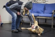 Dog rescue partners with Fond du Lac college to create training academy