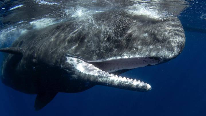 Whale carcass too big to move from Nantucket beach; officials say they'll need to drag it back to sea
