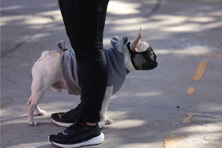 Continuarán mañana esterilizaciones de mascotas