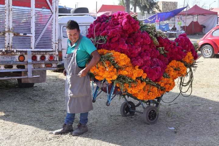 Floricultores atiborran la Central de Abastos con nube, cempasúchil y terciopelo