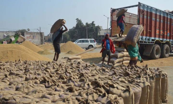 Ludhiana tops Punjab in paddy lifting