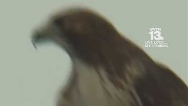 WATCH: Hawk takes a stroll on the WVTM 13 roof