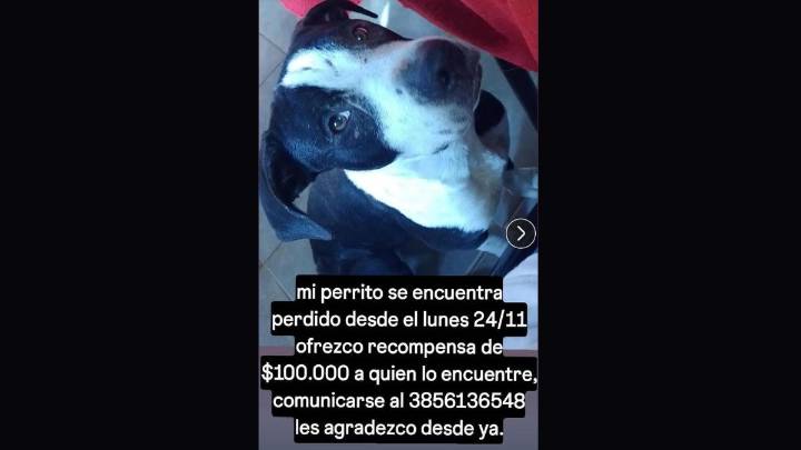 Ofrecen una recompensa para hallar a un perrito perdido
