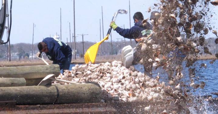 Successful oyster shell recycling program from Atlantic City expanding throughout shore